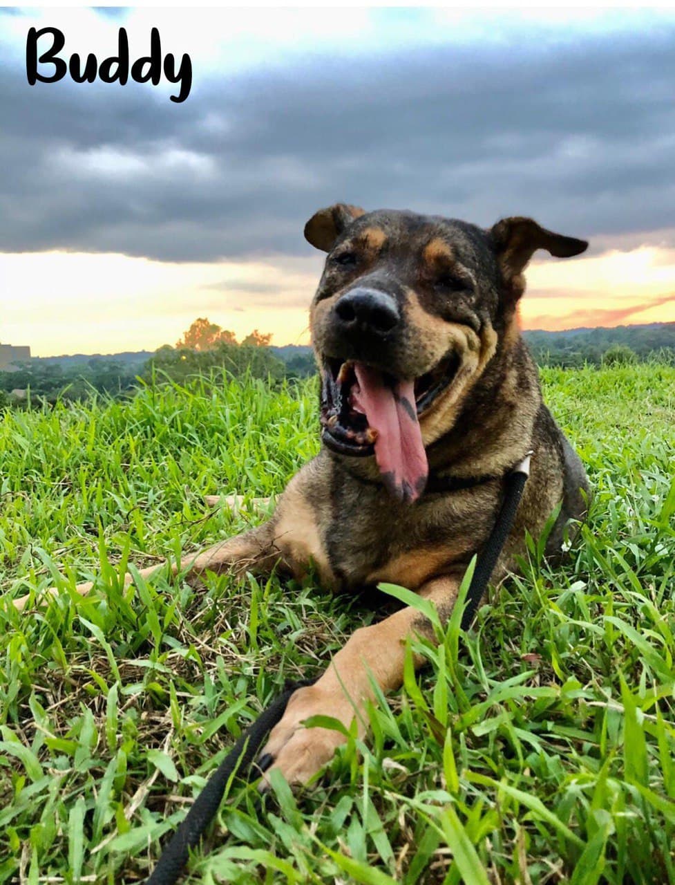 Cookie & Buddy Tote Bags