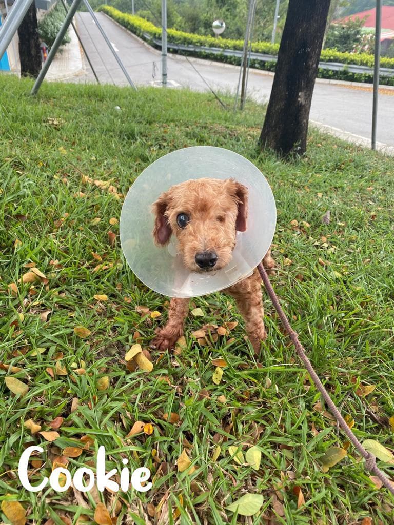 Cookie & Buddy Tote Bags